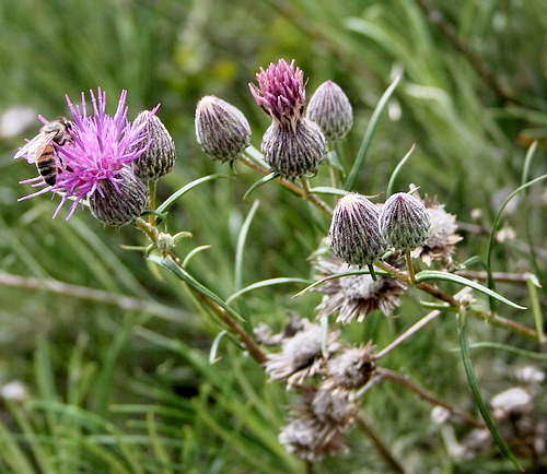 Wild Flower, Compositae - Ptilostemon stellatus - Deliana Gorge, NW Crete