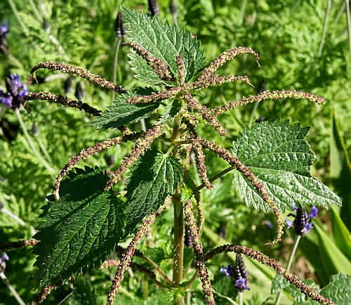 Wild Flowers, Urticaceae - Urtica dubia - Astratigos, NW Crete