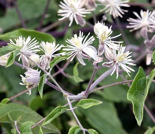Ranunculaceae - Clematis flammula - Rethymnou, Crete