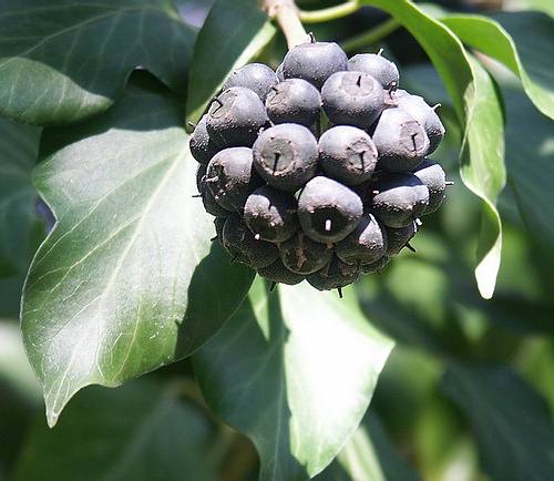 Wild Flower, Araliaceae - Hedera Helix - Nomos Chanion, NW Crete