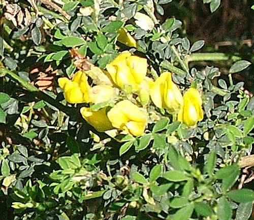 Wild Flower, Leguminosae - Lotus ctyisoides - Astratigos, NW Crete