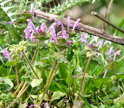 Wild Flower, Labiatae - Lamium amplexicaule - Afrata, NW Crete