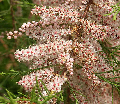 Wild Flower, Tamaricaceae - Tamarix gallica - Kolimbari, NW Crete