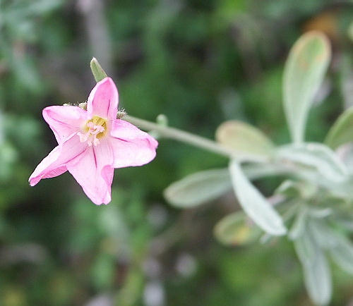 Wild Flower, Convolvulaceae - Convoluvulus oliefolius - Kolimbari, NW Crete