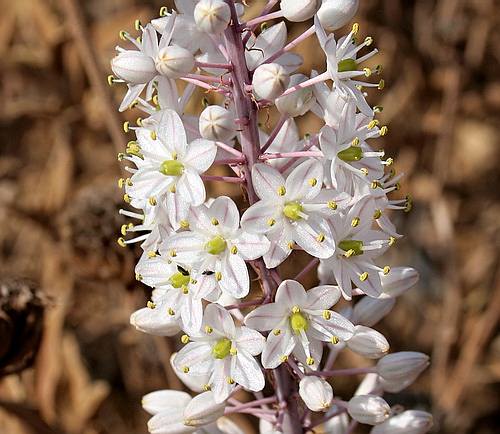 Wild Flower, Liliaceae - Urginea maritima - Kolimbari, NW Crete