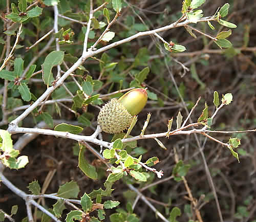 Wild Flower, Fagaceae - Quercus coccifera - Astratigos, NW Crete