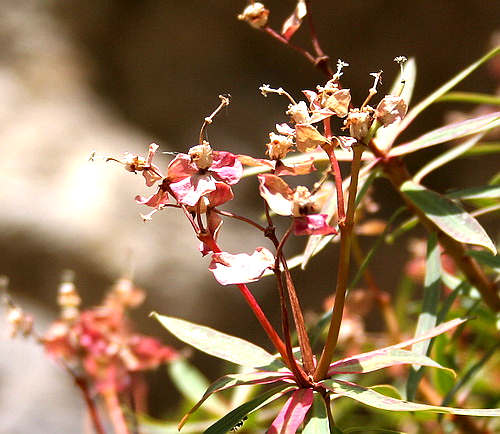 Wild Flower, Euphorbiaceae - Euprbia dendroides - Deliana Gorge, NW Crete