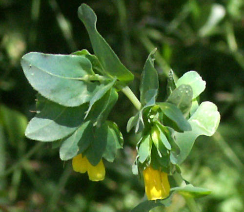 Wild Flower, Boraginaceae - Cerinthe major - Astratigos, NW Crete
