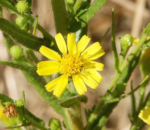 Wild Flower, Compositae - Inula crithmoides - Aspra Nera, NW Crete