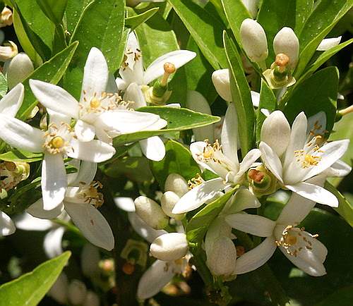 Wild Flower, Citrus sinensis - Neo Chorio - NW Crete