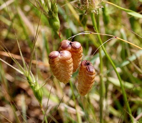 Wild Flower, Gamineae - Briza maxima - Marethiana, NW Crete