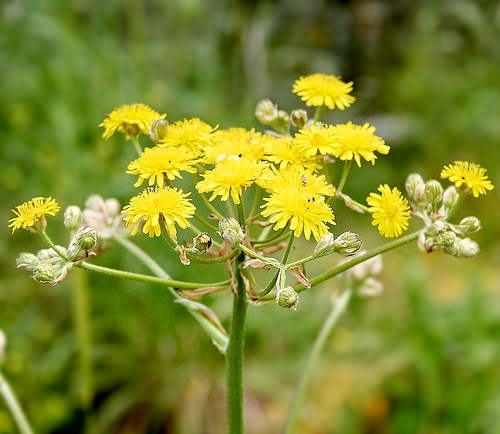 Wild flower, Compositae - Crepis capillaris - Astratigos, NW Crete