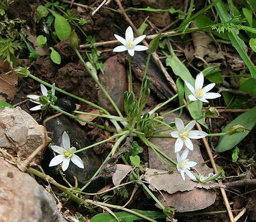Wikld Flower, Liliaceae - Ornathalogum - ID NEEDED