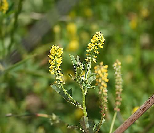 Wild Flower, Leguminosae - Melilotus indica - NW Crete