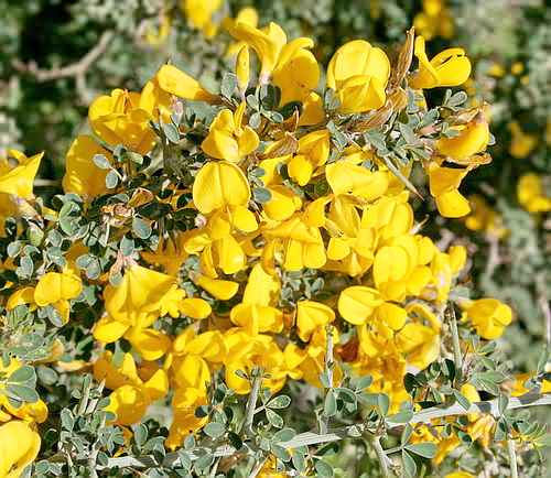 Willd Flower,  Leguminosae - Genista scorpius - Afrata, NW Crete