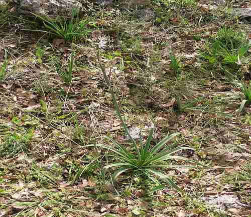 Wild Flower, Liliaceae - Asphodelus alba - Astratigos, NW Crete