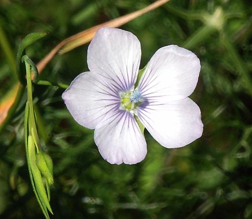 Wild Flower, Linaceae - Linum bienne, North West Crete