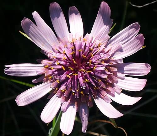Wild Flower, Compositae - Tragopogon porrifolius, Astratigos, North West Crete