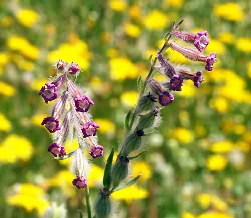 Wild Flower, Silene bellidifolia, North West Crete