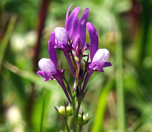 Wild Flower, Scrophulariaceae - Linaria pelisseriana, Astratigos, North West Crete