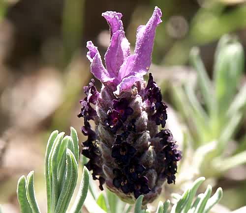 Wild Flower, Labiatae - Lavedula stoechas, Neo Chorio, North West Crete