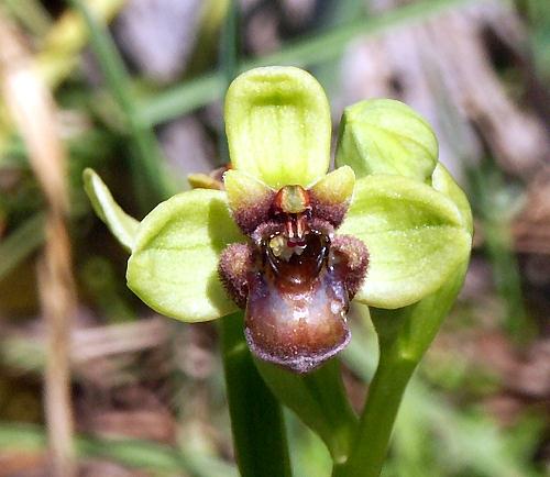 Wild Flower, Orchidaceae - Ophrys bombyliflora, Astratigos, North West Crete