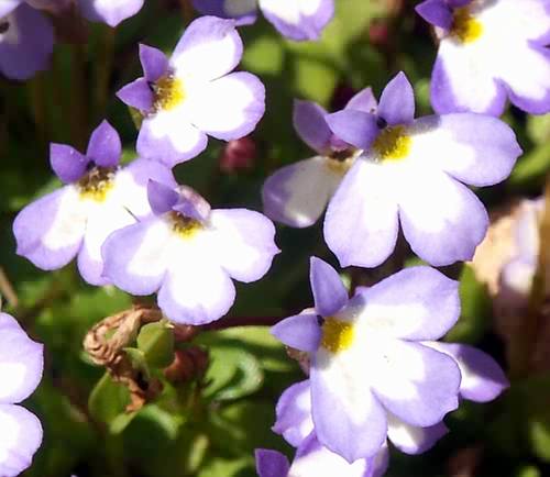 Wild Flower, Campanulaceae, Solenopsis minuta annua, Kolimabari,  North West Crete