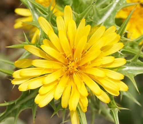 Wild Flower, Scolymus hispanicus, Astratigos, North West Crete