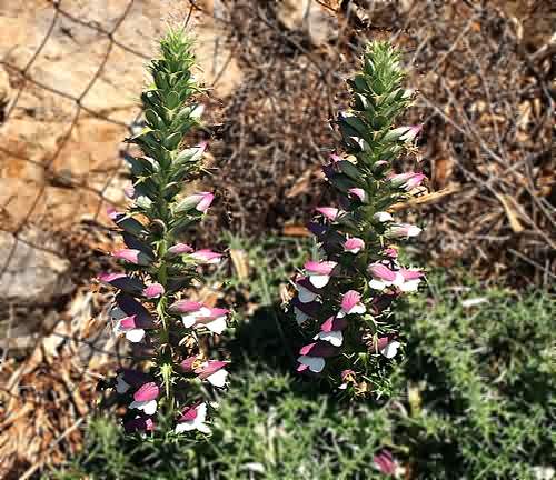 Wild Flower, Acanthus spinosus, Astratigos, North West Crete