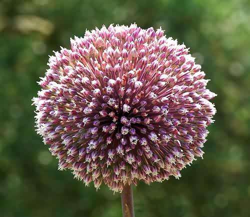 Wild Flower, Alium ampeloprasum, Astratigos, North West Crete