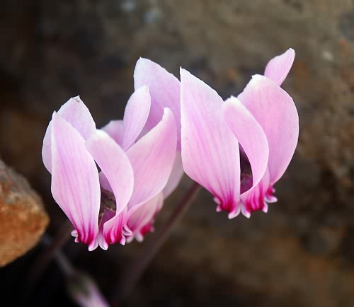 Wild Flower, Cyclamen hedrifolium, Astratigos, North West Crete