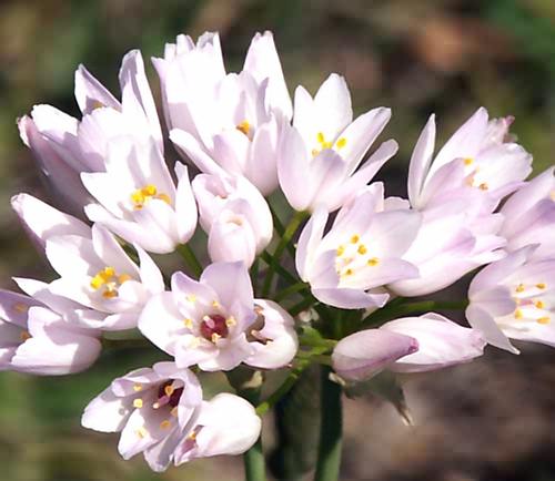Wild Flower, Alium roseum, Astratigos, North West Crete
