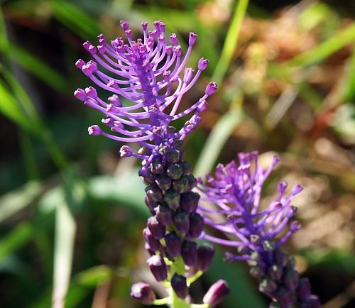 Wild Flower, Liliaceae - Muscari comosum, Astratigos, North West Crete