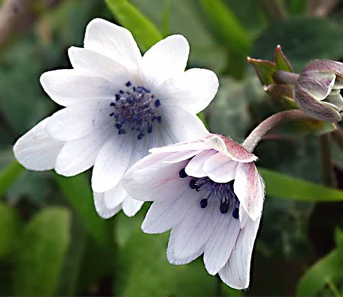 Wild Flower, Anemone Hydreichii, Kolimbari site3,North West Crete