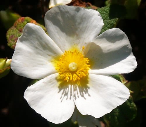 Wild Flower, Cytinus Salviifolius, Astratigos,North West Crete