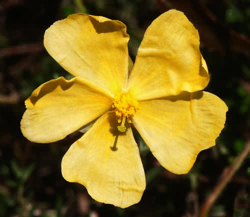 Wild Flower, Fumana procubens, Kolimbari site3,North West Crete