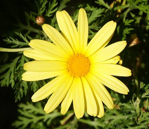 Wild Flower, Chrysanthemum segetum, Astratigos,North West Crete