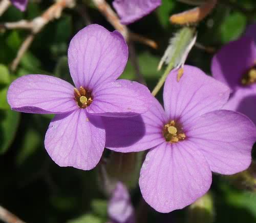 Wild Flower, Aubretia deltoidea, Samaria,North West Crete