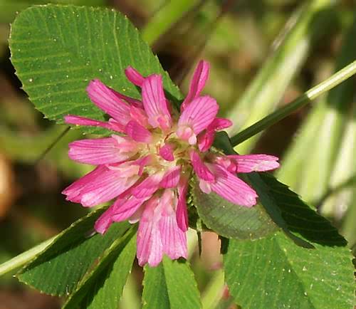 Wild Flower, Anthyllis vulneraria, Astratigos,North West Crete