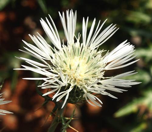 Wild Flower, Bellis Annua, Rodopos,North West Crete