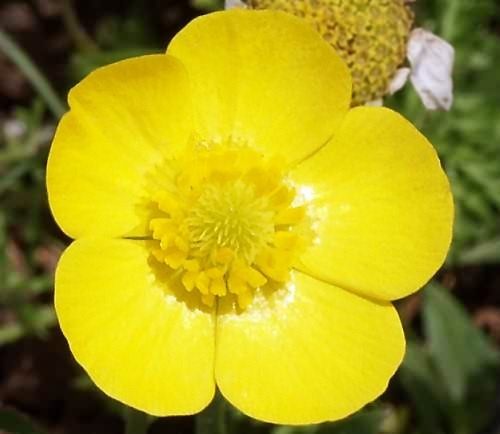 Wild Flower, Ruanunculus, Var:brevifilia?,Astratigos,North West Crete