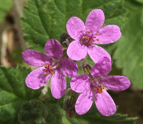 Wild Flower, Erodium guinum or ecaule, Astratigos,North West Crete