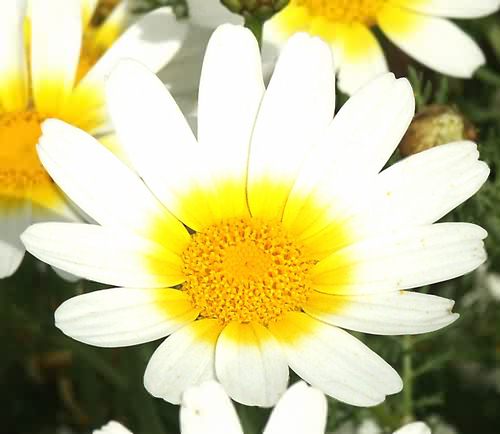 Wild Flower, Chrysanthemum coronaria, Astratigos,North West Crete