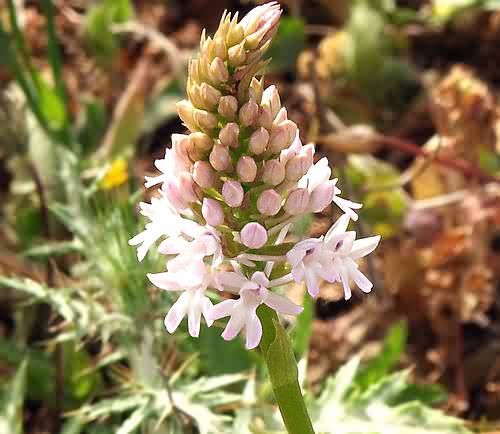 Wild Flower, Ophrys pyramidalis anacamptis, white, Astratigos,North West Crete
