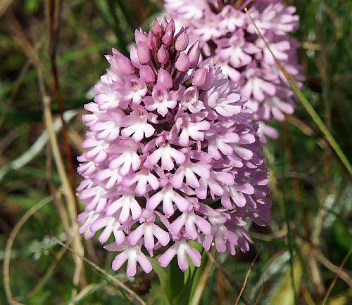 Wild Flower, Anacamptis pyramidalis, Astratigos,North West Crete