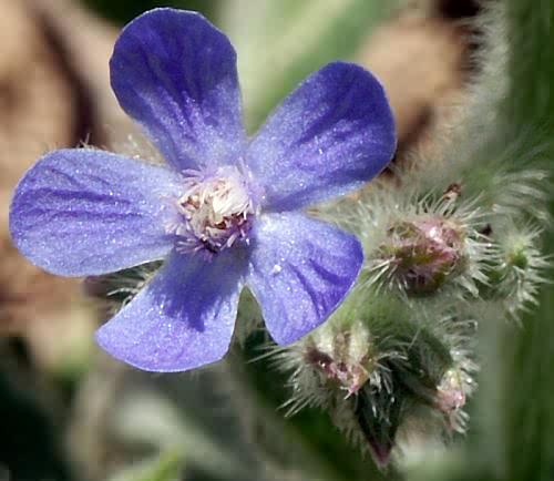 Wild Flower, Anchusa Azuria, Veni, Astratigos,North West Crete