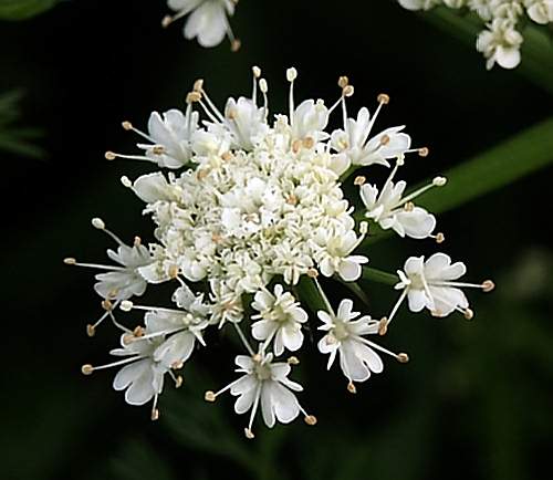Wild Flower, Oenanthe pinpineliodes, Astratigos,North West Crete