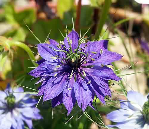 Cultivated Flower, Nigella damascena, Astratigos,North West Crete