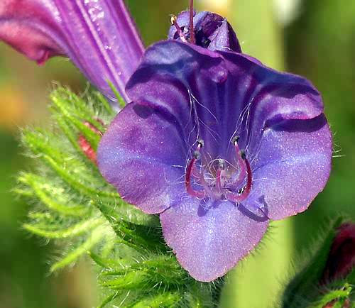 Wild Flower, Eschium plantagineum, Voukolies,North West Crete