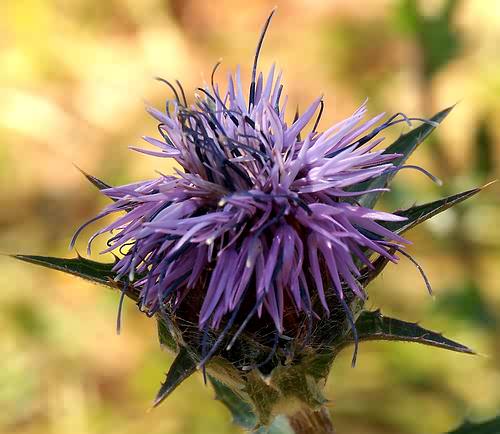 Wild Flower, Carduncellus caerullus, Astratigos,North West Crete
